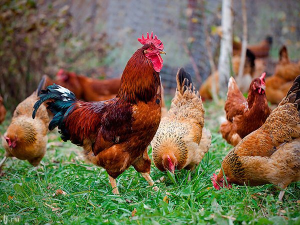Породы куриц | ЗооТом - продажа, вязка и услуги для животных в Жуковке