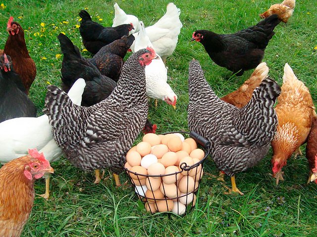Содержание кур и уход за ними | ЗооТом - продажа, вязка и услуги для животных в Жуковке