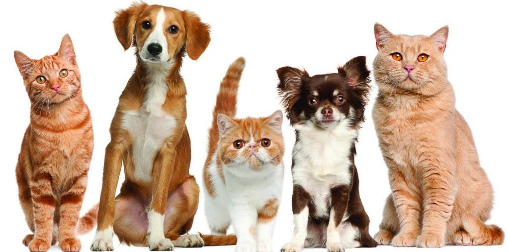 Доска объявлений о животных | ЗооТом - продажа, вязка и услуги для животных в Жуковке