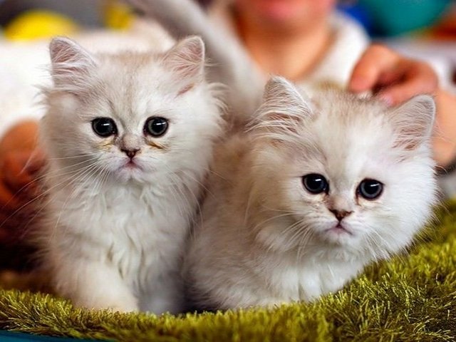 Породы кошек в Жуковке | ЗооТом портал о животных