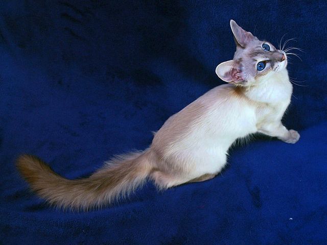 Выведенные породы кошек в Жуковке | ЗооТом портал о животных