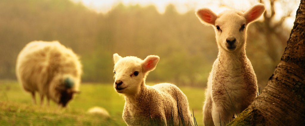 Объявления о сельскохозяйственных животных | ЗооТом - продажа, вязка и услуги для животных в Жуковке