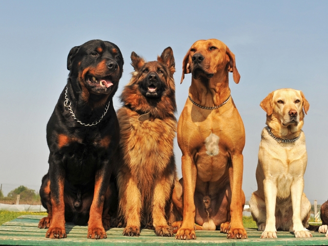 Крупные породы собак в Жуковке | ЗооТом портал о животных