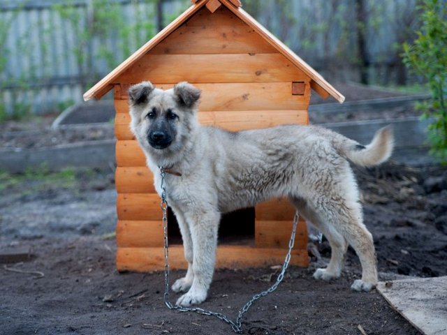 Все о собаках в Жуковке